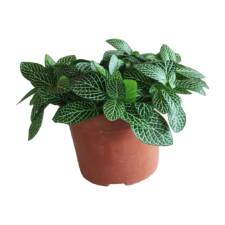 FITTONIA GREEN